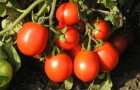 Какие сорта томата хорошо завязывают плоды в экстремальных условиях?